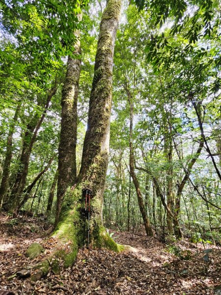 李崠山步道-2025森遊竹縣皮皮獅探險隊2892633
