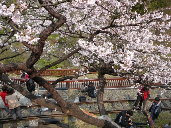 【新聞】愛青山迎花季 阿里山3/3淨山