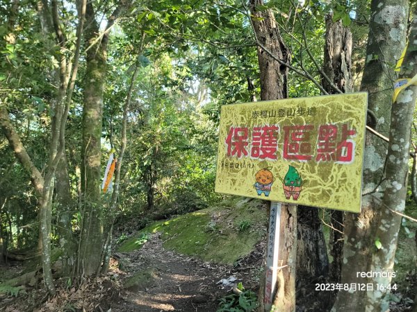 05-關西赤柯山、東獅頭山步道-20230812-2023森遊竹縣尋寶特攻隊2261224