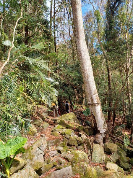 【苗栗泰安】中級山的大霸尖山。 虎山步道2779606