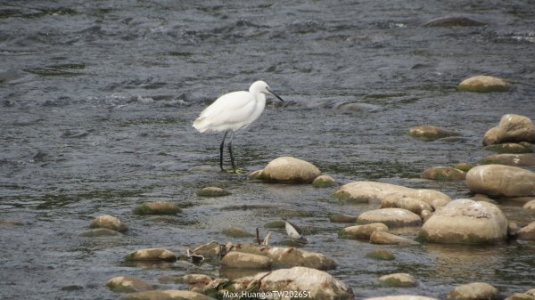 《台中》冬日暖陽｜筏子溪門戶迎賓水岸廊道健行賞鳥202601182983618
