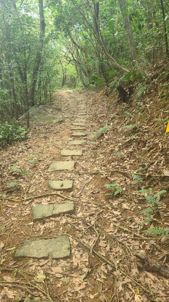 2025-01232淡蘭古道北二段(燦光寮古道到澳底)2696688