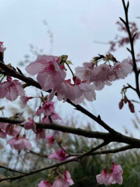 平菁街42巷櫻花1585391