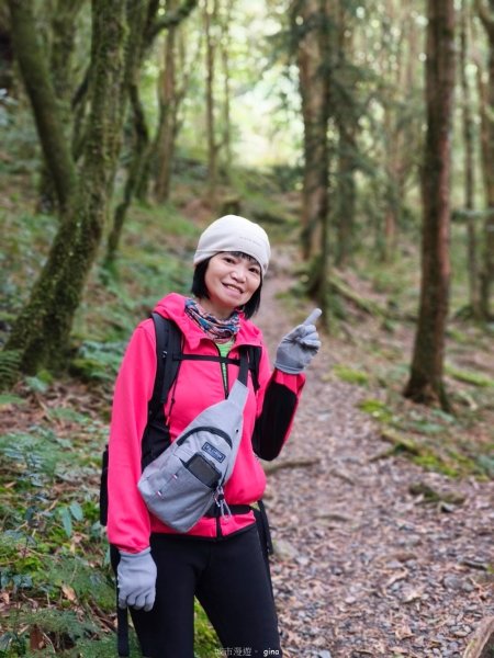 【台中和平】巧遇藍腹鷴帝雉。 稍來山步道2749898