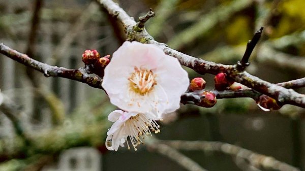 🌈12/20(六)福壽山農場~追風趣✨FB：熊熊趴爬走🌈2967287