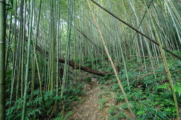 新北 三峽 金敏子山、詩朗山、塞口坑山、內金敏山2565599