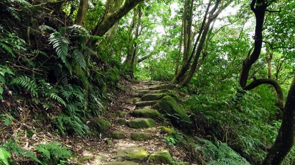 八煙,擎天崗,冷水坑2217998