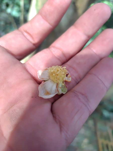 多納六秀 京大山2957522