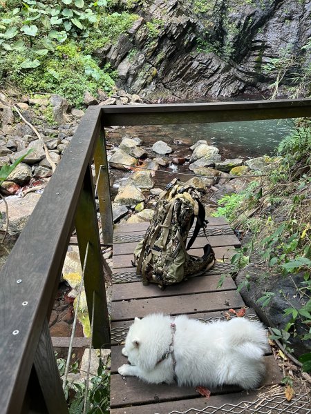跟銀狐犬一起去蝴蝶谷瀑布找遺失登山杖 2025.12.52956216