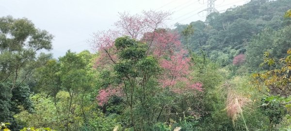 貓空樟湖、樟樹環型步道2414917