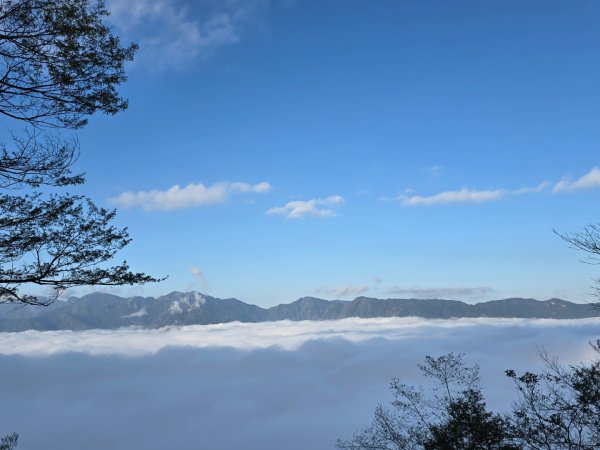 郡大林道19k之郡大神木群二刷～雲海滿出來～2451854