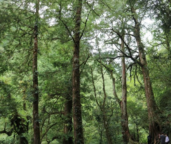 〔桃園復興〕拉拉山巨木，史詩級魔幻森林，75公頃紅檜 扁柏森林浴2236988