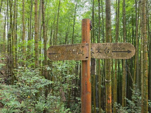 小百岳No.54⛰金柑樹山3119934