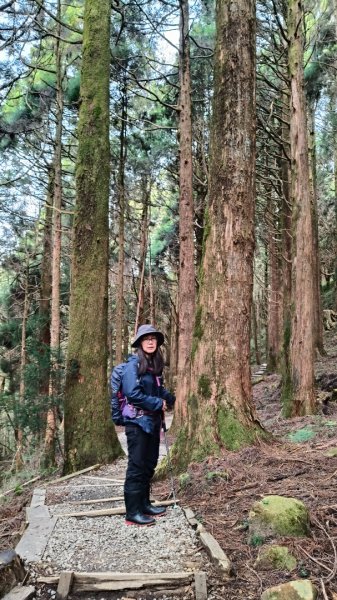 神阿縱走~台灣難抵極~大塔山2971473