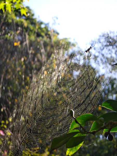 跤頭趺崙登山步道2277573