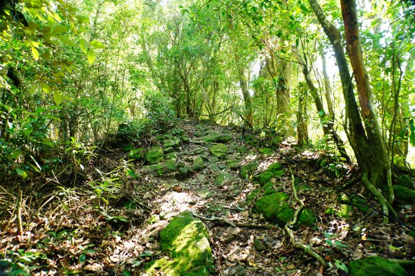 苗栗 卓蘭 大克山3078122