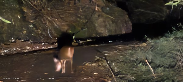 #翡翠水庫壩頂 #山羌 #霞光 #日出 #雲海 9/233121773