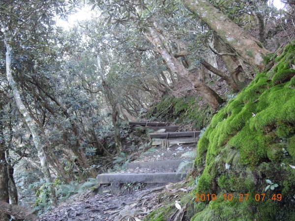 北大武山杜鵑林步道，喜多利斷崖及稜線鐵杉716780