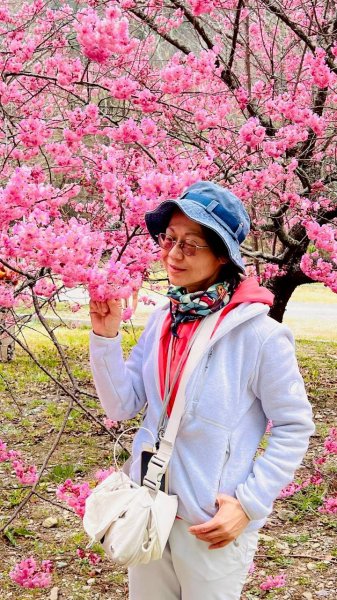🌈2026.02.14+17武陵櫻花季✨FB：熊熊趴爬走🌈3004317