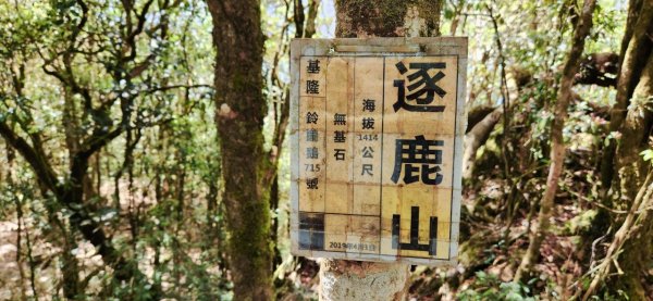 【中級山】與山毛櫸的邂逅，逐鹿山2742667