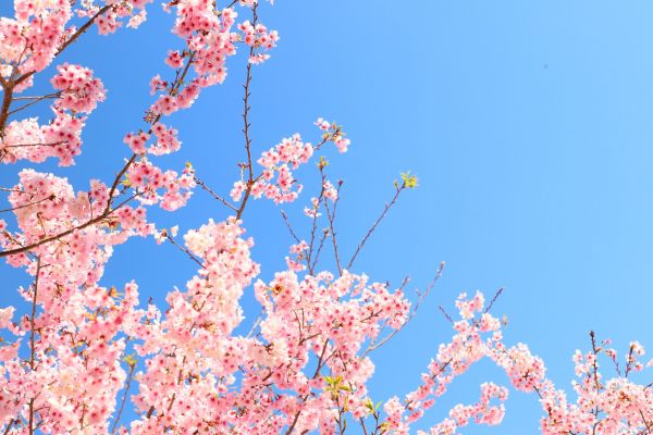 拉拉山的櫻花286566