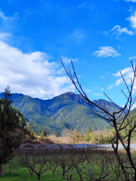 1/1元旦雪主東2681427