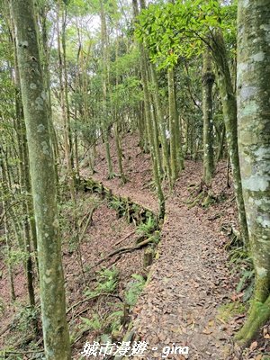 【台中和平】橫嶺山自然步道_木馬古道3095032