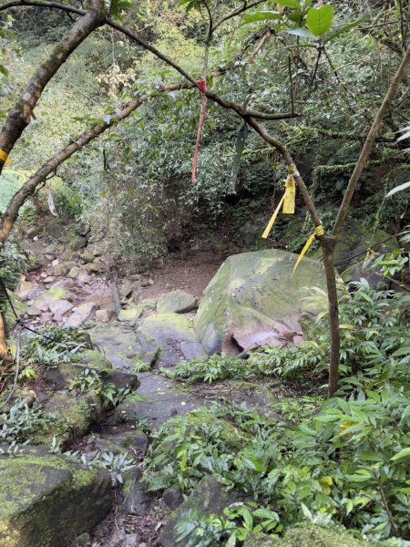 2025/02/17 姜子寮絕壁瀑布 姜子寮山2908691