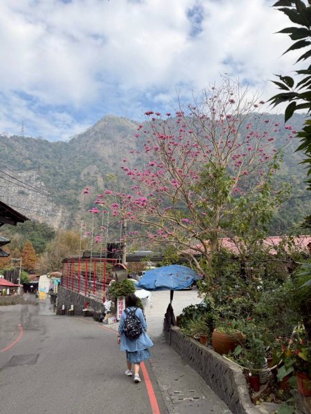 🌈1/17（六）蔡家古厝賞梅×梅子夢工廠×車埕老街✨FB：熊熊趴爬走🌈2983900