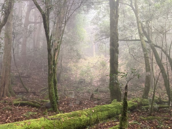 檜山巨木群森林步道2316121