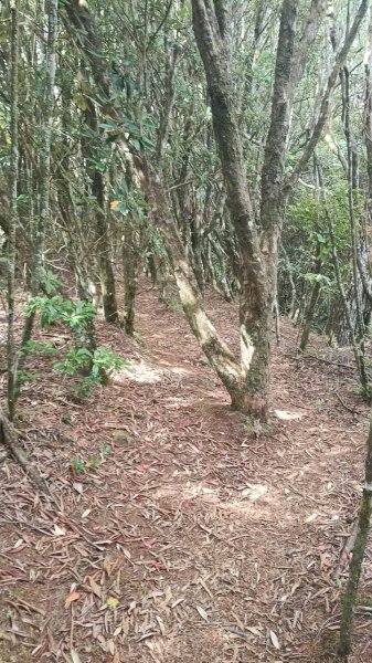 20251010 大雪山國家森林遊樂區 - 船型山林道 登 烏石坑山2911181