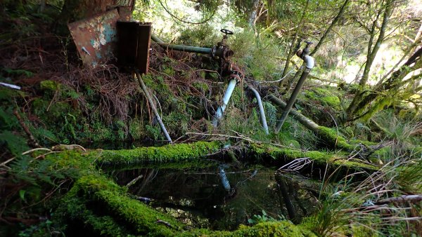 尋幽訪古遊走千年巨木和幻霧美森的樂山林道2882347