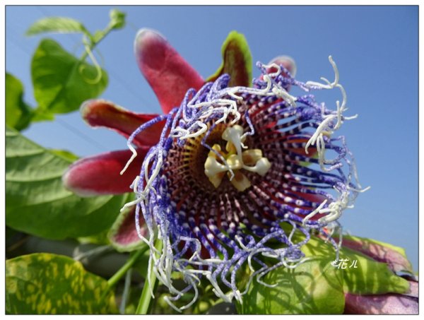 嘉義/朴子溪風鈴木874422