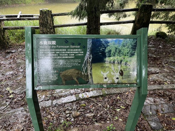 [玉山尋寶任務-02/12] 2025_0727 中之關、天池步道/南橫公路2847623