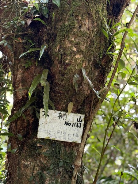 烏來大桶山野餐輕鬆愜意行2630318