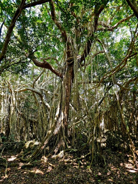 墾丁國家森林遊樂區步道群-(屏東)臺灣百大必訪步道2731233