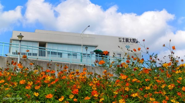 雲山水花鳥蝶-天龍國阿伯的日常 #翠鳥2641673