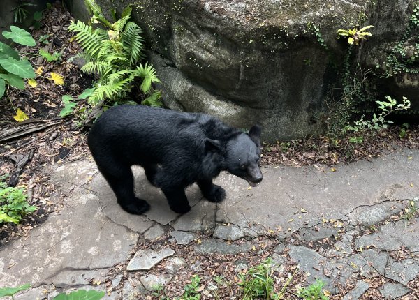 [2024動物園探險隊] 2024_0908_臺北市立動物園(祖父母節)封面