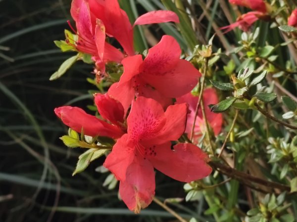 [百山百鳥尋旅-11/15] 2025_0927 大屯主峰-連峰步道_大屯山南峰2899371