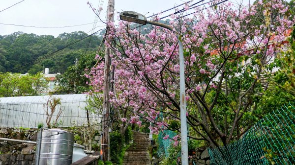 《西江月。竹子湖春》2721789