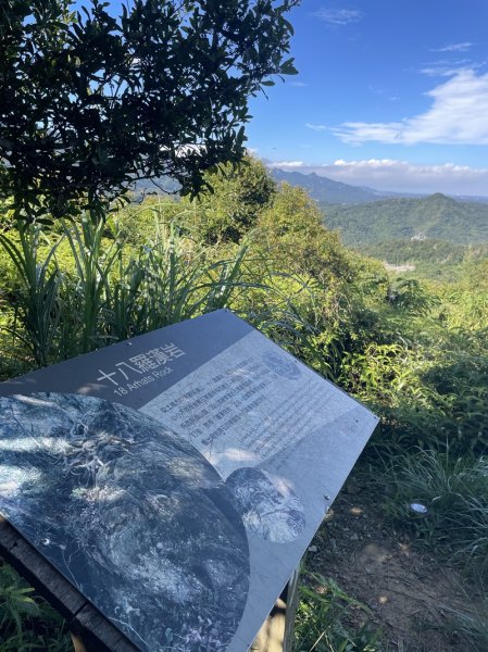 【天上山系】望月亭桐花2869356