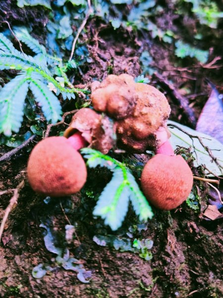 貴妃那結P 型縱走11310122621963