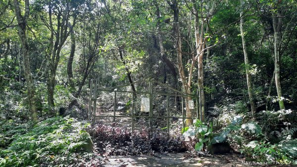 《台中》虎頭蜂巢｜大坑5號登頭嵙山黑松亭（聖普宮）202508092855070