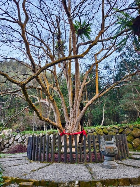 【雲林古坑】舒適宜人。 石壁山連走好望角嘉南雲峰2755242