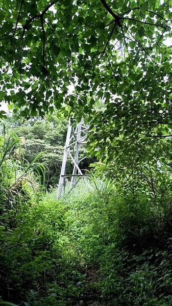 20250607 新竹竹東三山(樹杞林山 - 新具庄山 - 員崠子山)  O型2808990