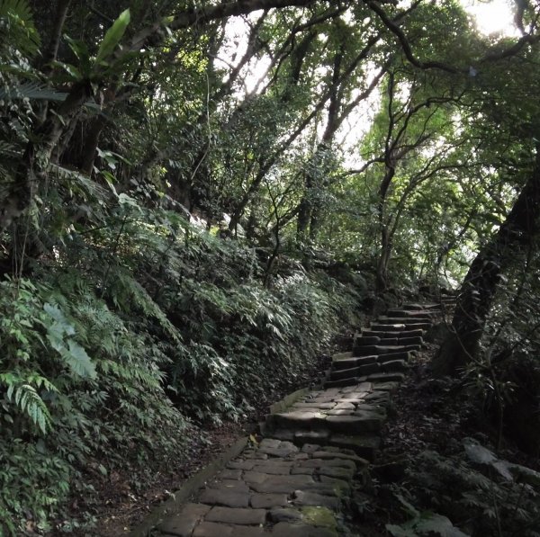 南港山縱走親山步道（象山、拇指山、南港山、九五峯）1490852