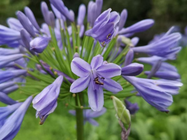 【植物】6種紫色植物