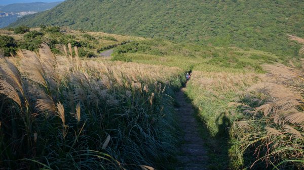 大屯主峰步道(11.16)737357