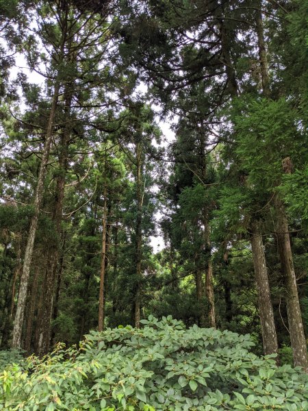 東眼山國家森林遊樂區1055999