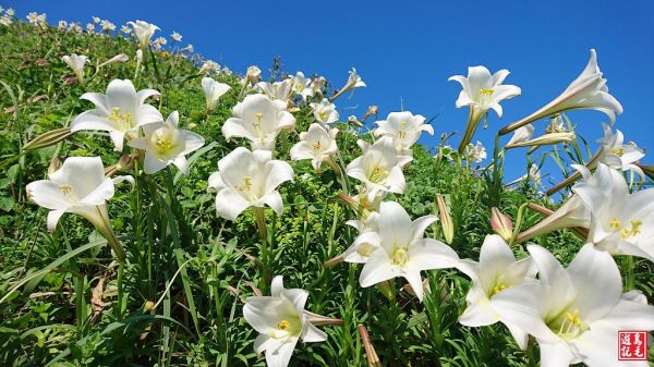 【新北市】白沙灣‧海岸‧沙灘‧野百合